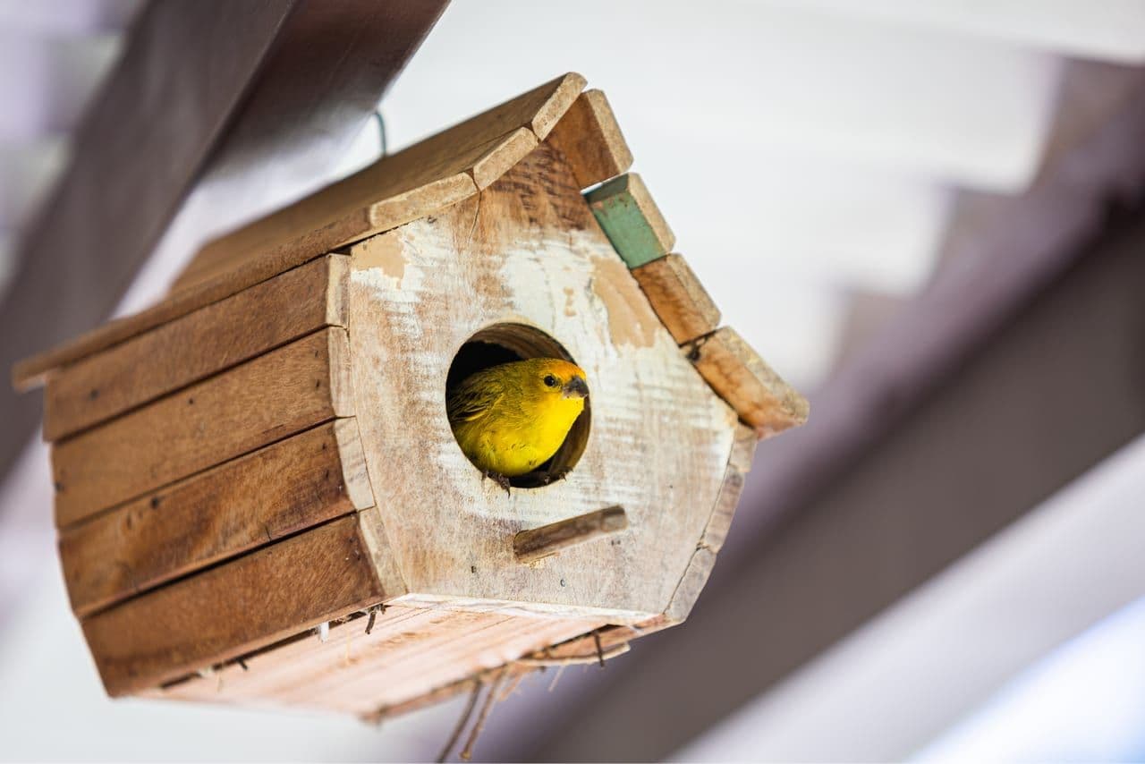 Casita de pájaros habitada